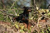 PINSCHER NAIN 149